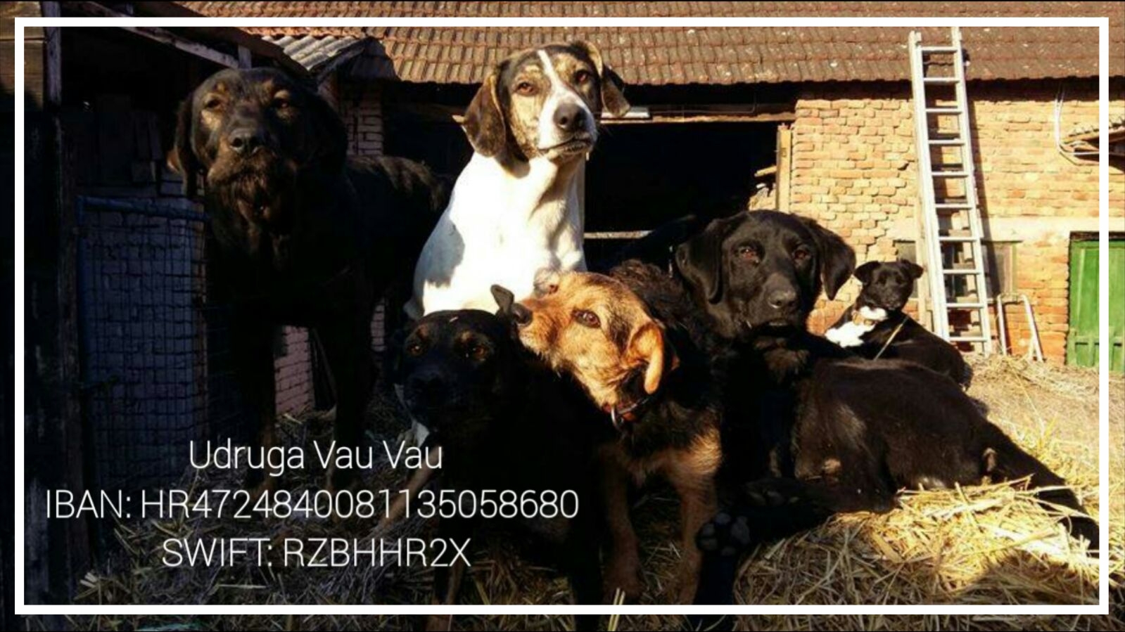 Geldspende direkt an das Tierasyl Udruga Vau Vau Aktiv für Hunde in Not