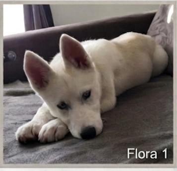 Fremdvermittlung - Flora sucht vermittelt!
