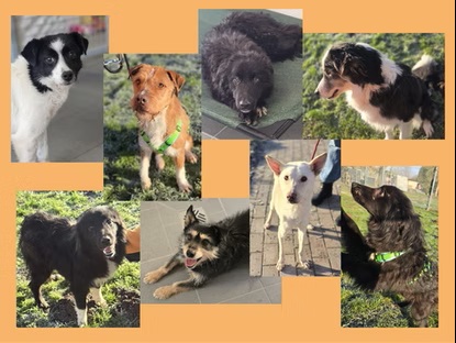 Unsere acht Hunde aus Kroatien sind endlich auf dem Hof angekommen