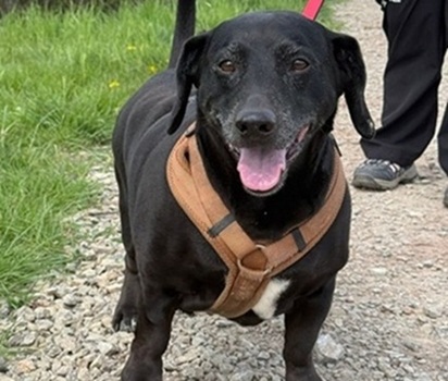 Neuzugang Hund Blacky