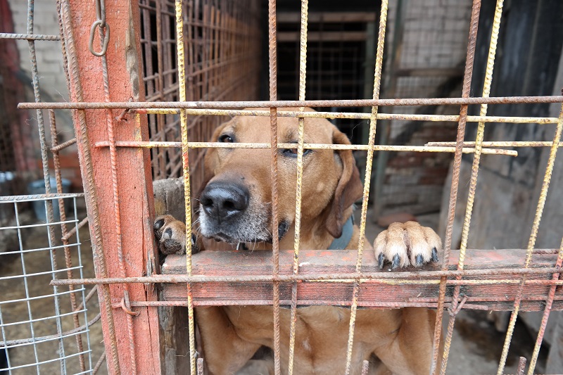 Spendenlieferungen/Besuch 2019 Aktiv für Hunde in Not