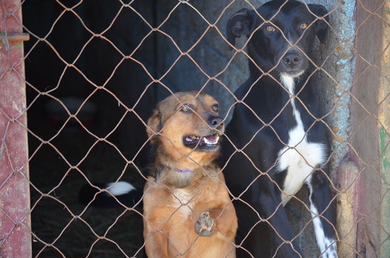 AFHIN im Vau Vau Amigo vor Ort 2015 Aktiv für Hunde in Not