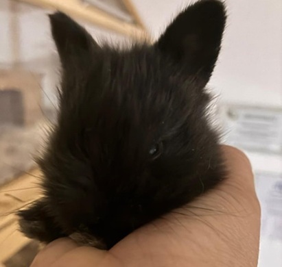 Kaninchen vernachlässigt