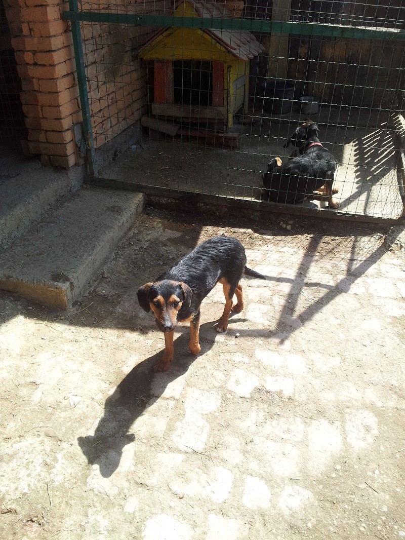 AFHIN im Vau Vau Amigo vor Ort 2015 Aktiv für Hunde in Not