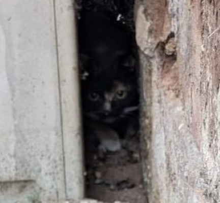 Notfall - Katze eingeklemmt