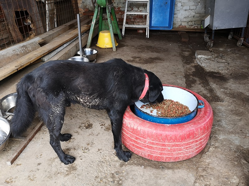 Spendenlieferungen/Besuch 2019 Aktiv für Hunde in Not
