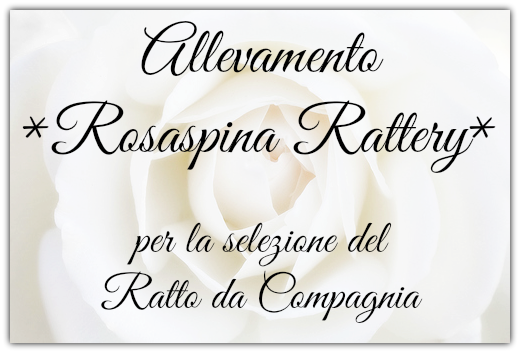Allevamento Ratti da Compagnia *Rosaspina Rattery*