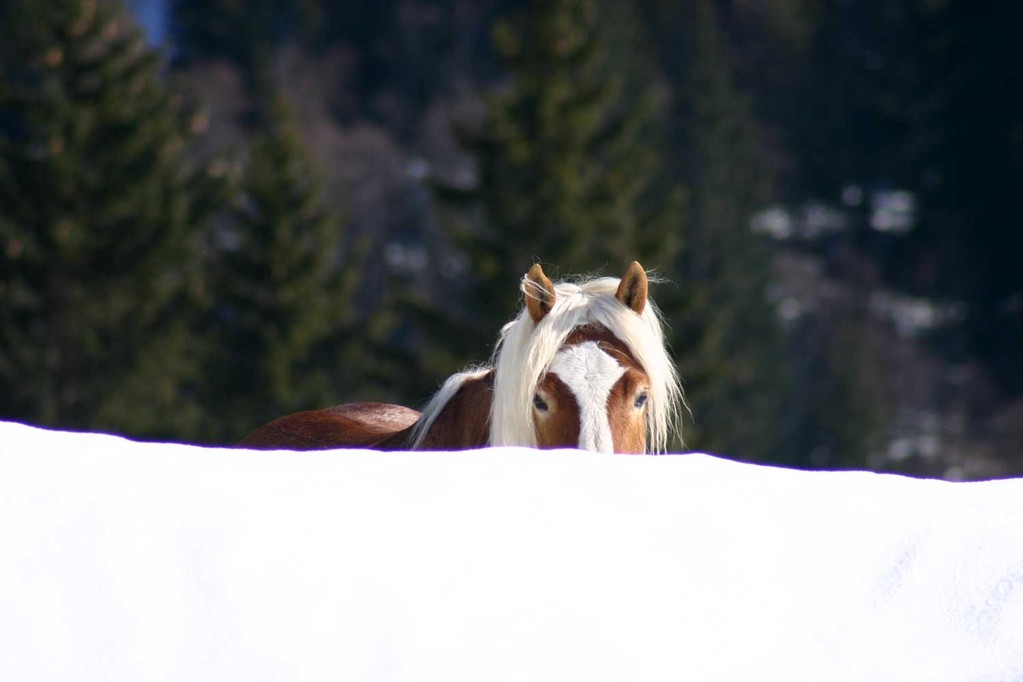 Winter im Landhaus Andrea in Fischen, Allgäu