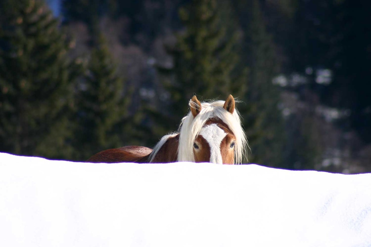 Ferienwohnung in Fischen im Allgäu, Ferienwohnung freie Lage und freie Bergsicht – Landhaus Andrea