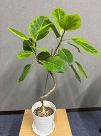 フィカス　アルテシマ