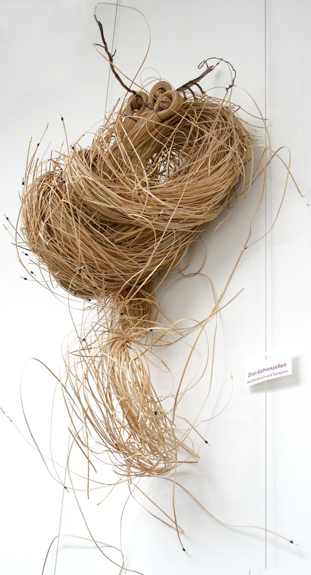 3 Gehirnzellen mit Dendriten und Synapsen. Material: Reisig, Walnüsse, Kabelhülsen, 2011, Maße ca. 60 b x 60 h x 35 t  cm