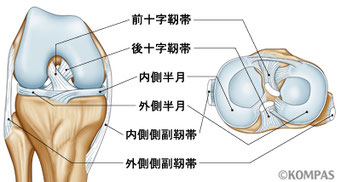半月板周辺図
