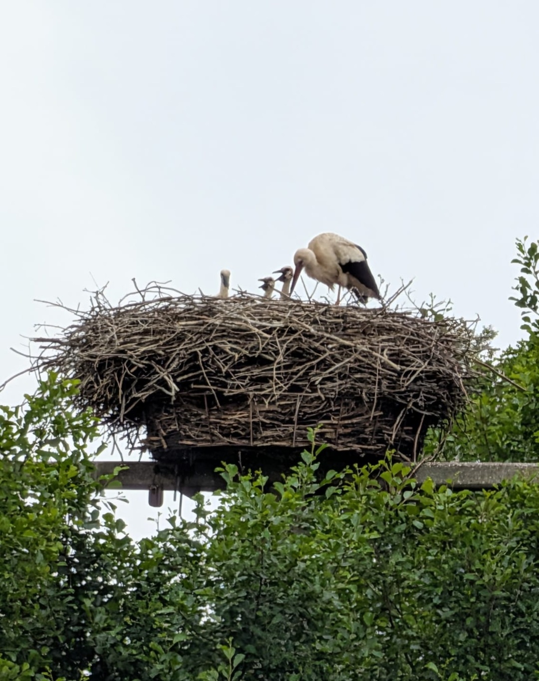 Wakendorf II, Foto: T. Pohlmann,08.06.2026
