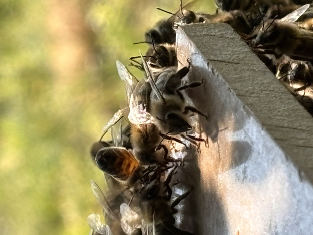 Bienenschwarm 2026 der zweite...