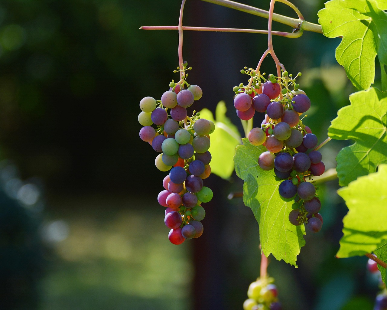 Gartenwühlen im Juni / Weinreben im Sommer schneiden
