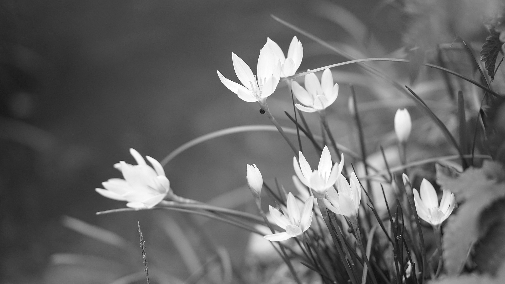 Gartenarbeit Januar / Blumenbeet