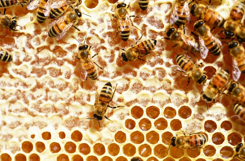 Imkern mit einer japanischen Bienenbeute