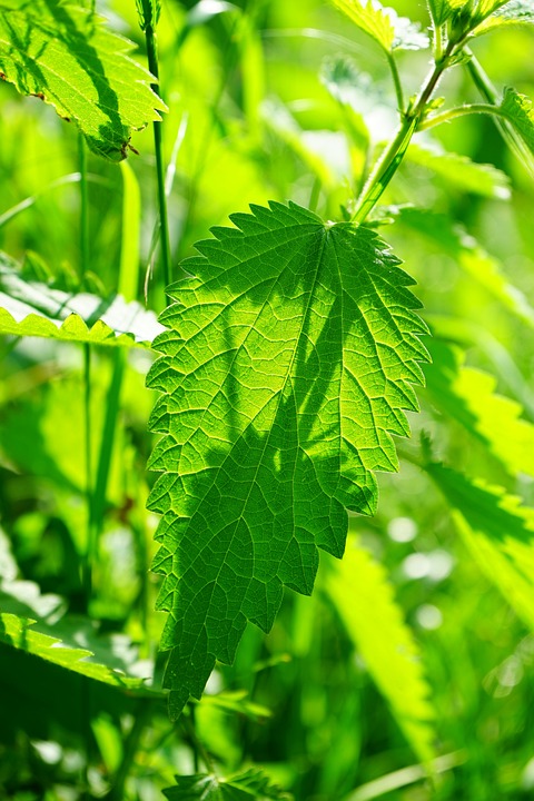 Brennnessel No 3 - Blatt