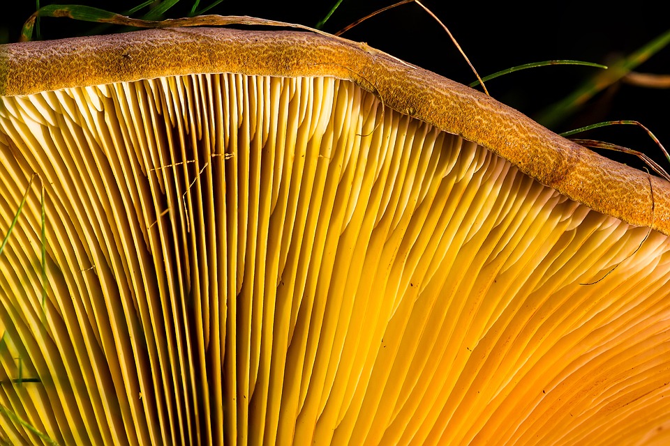 Der Goldpilz (Pleurotus cornucopiae