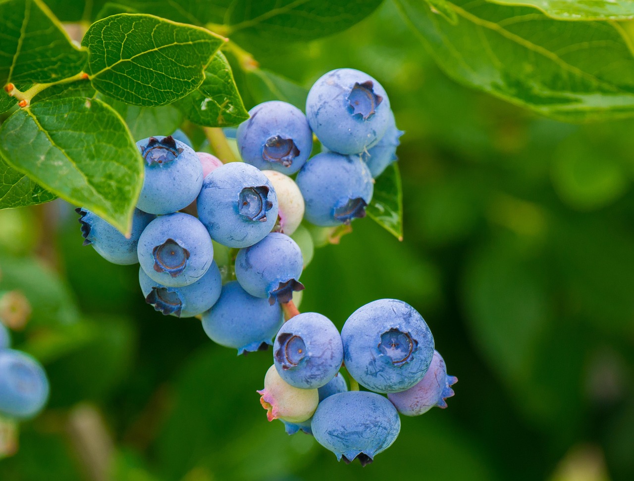 Was Blaubeeren wirklich möchten