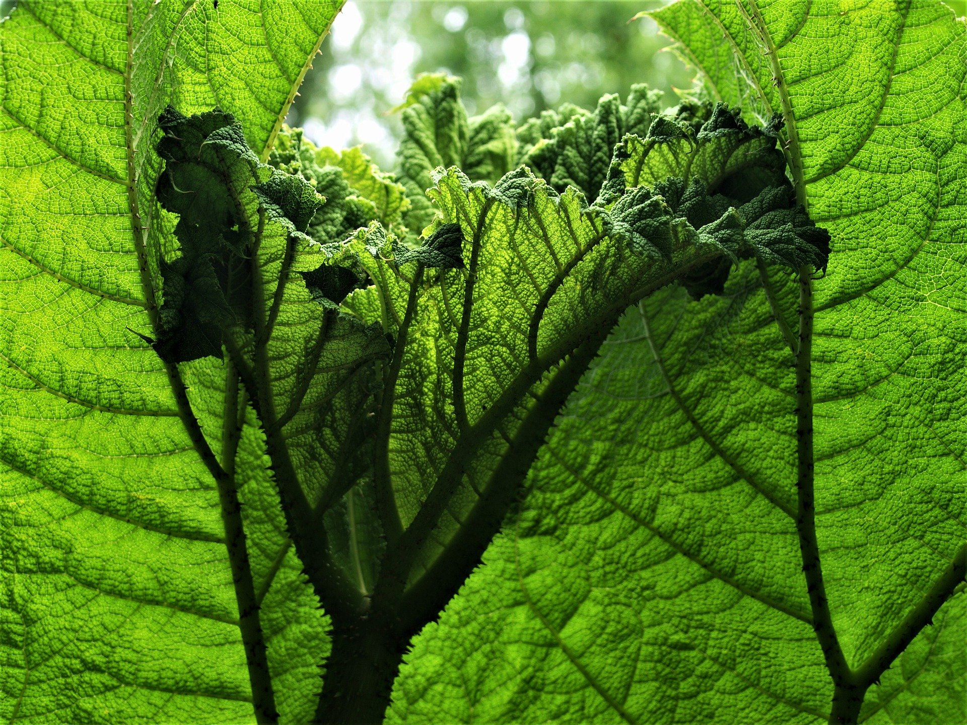 Mammutblatt / Gunnera