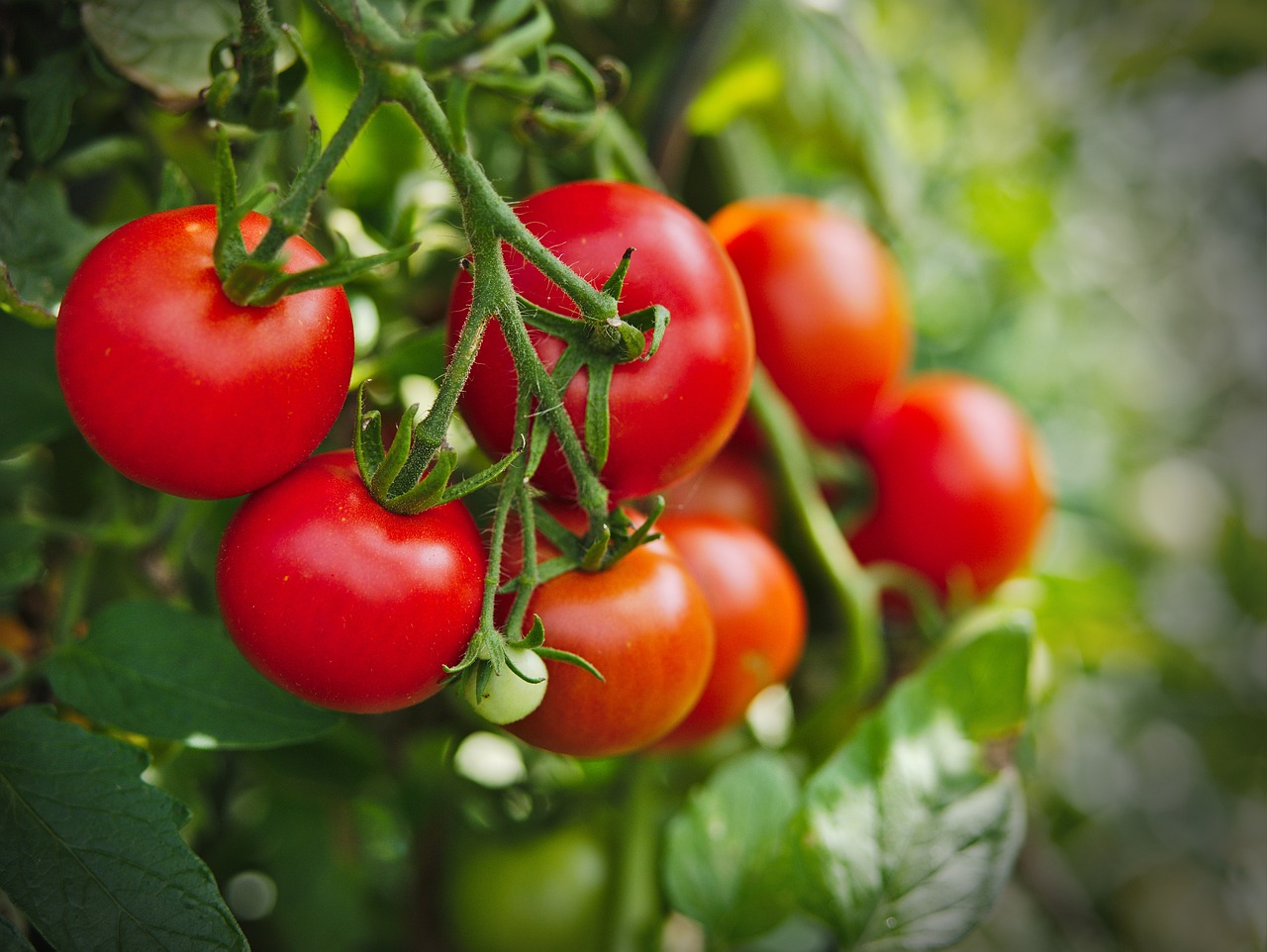 Tomaten düngen und bewässern - für gesunde Pflanzen und reiche Ernte