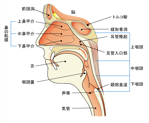 正中矢状断面