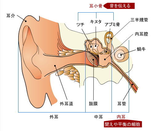 耳鼻 咽喉 科 と 耳鼻 科 の 違い