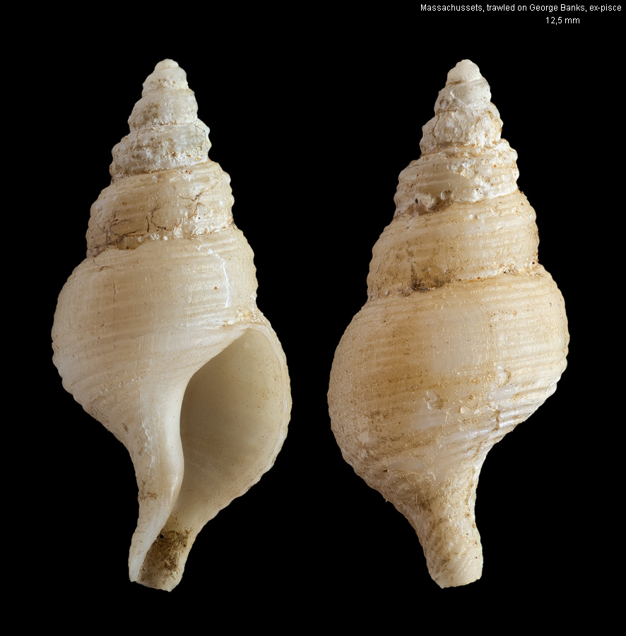 Buccinoidea Naturfoto Ingo Kurtz