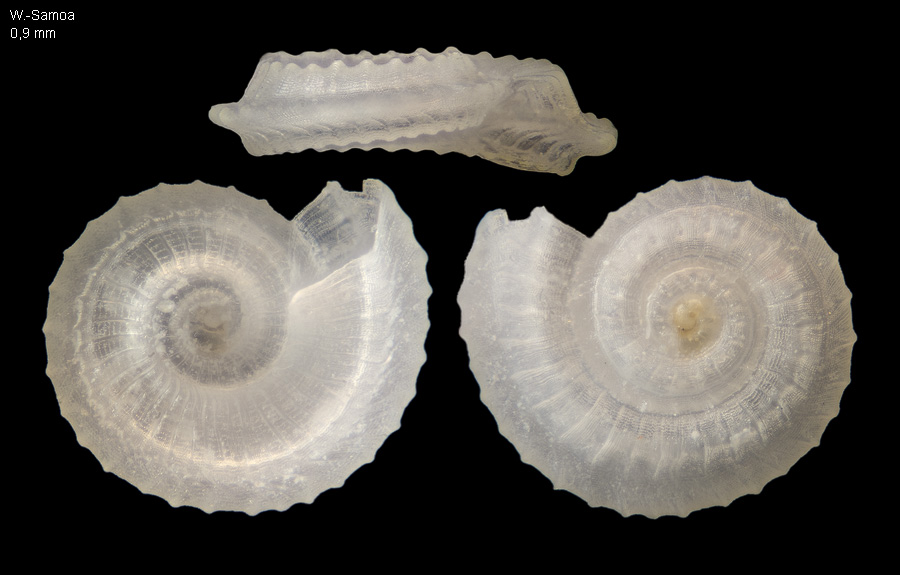 Orbitestellidae Naturfoto Ingo Kurtz