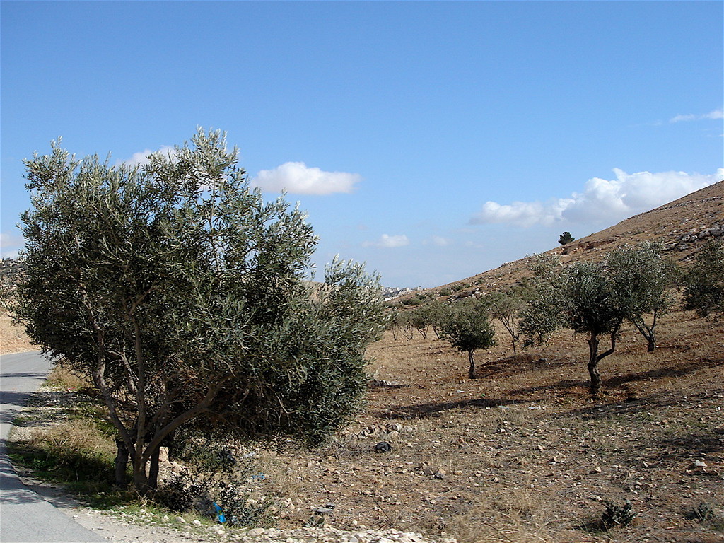 gli ulivi della Palestina