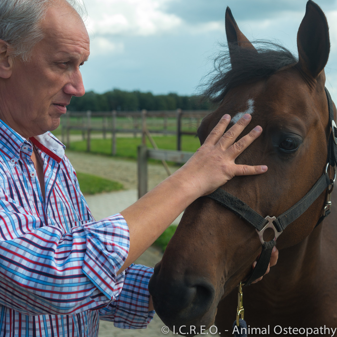 Waarom Osteopathie bij paarden en honden ? - Welcome to I ...