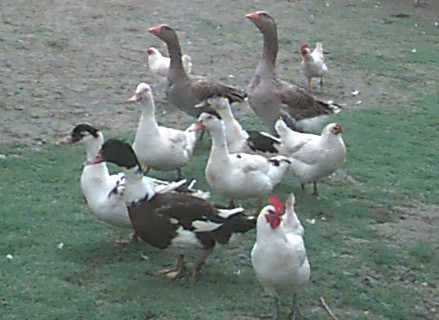 La basse-cour, oies, canards, poules