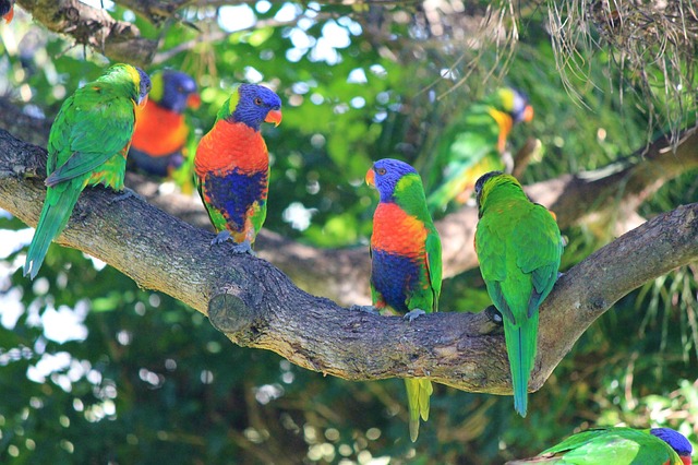ムスメインコ属 Lorieslorikeets Garden ページ ムスメインコ属 Lorieslorikeets Garden ページ