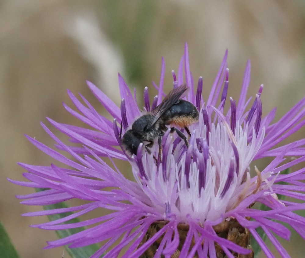 Ein-/Zweihöckerige Maurbiene (Osmia niveata/Osmia leaiana) Foto: Frank Hartfeld