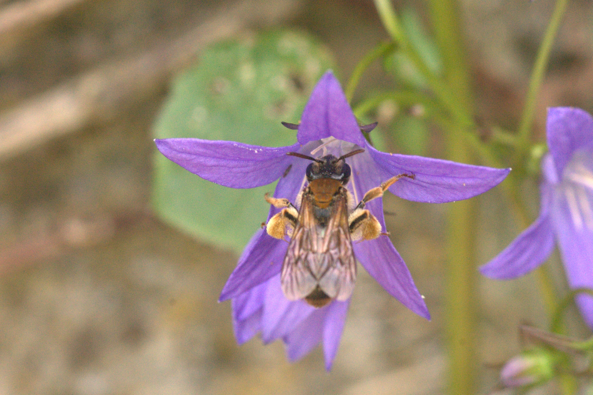 Braune Schuppensandbiene (Andrena curvungula) Foto: Thierry Heigold