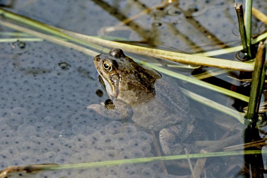 Grasfrosch mit Laichballen