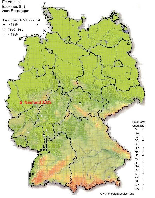 Verbreitung Ectemnius fossorius Stand 2024 mit Ergänzungen (Quelle: aculeata.eu)