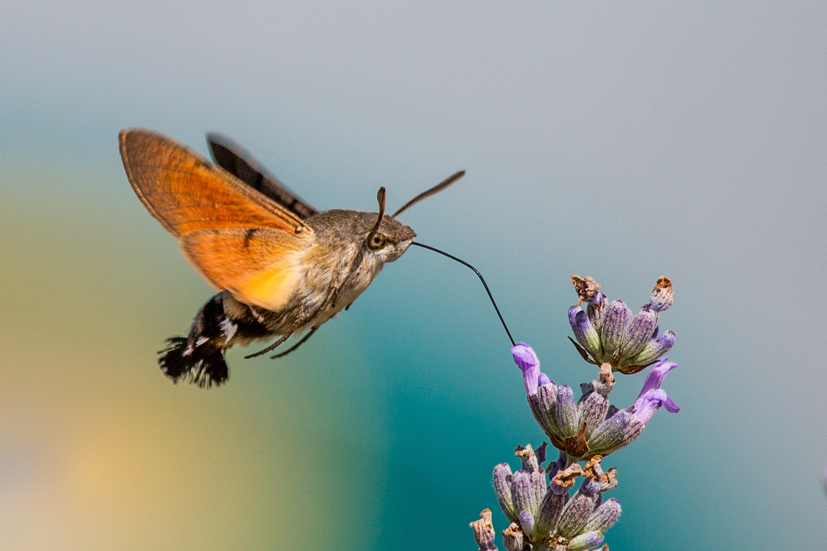 Ein Taubenschwänzchen sammelt Nektar aus einer Lavendelblüte (Foto: Oliver Seitz)