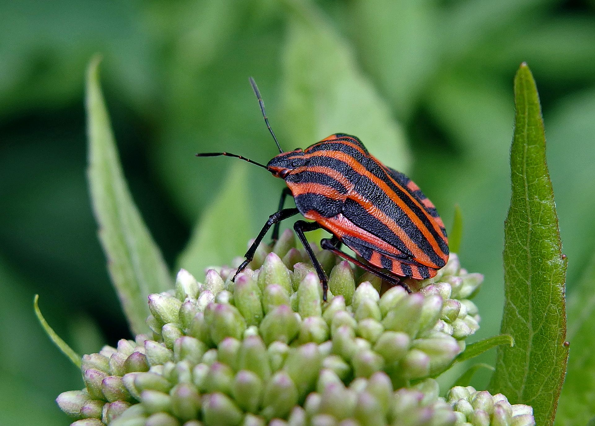 Die Streifenwanze (Foto: Hubertus Schwarzentraub)