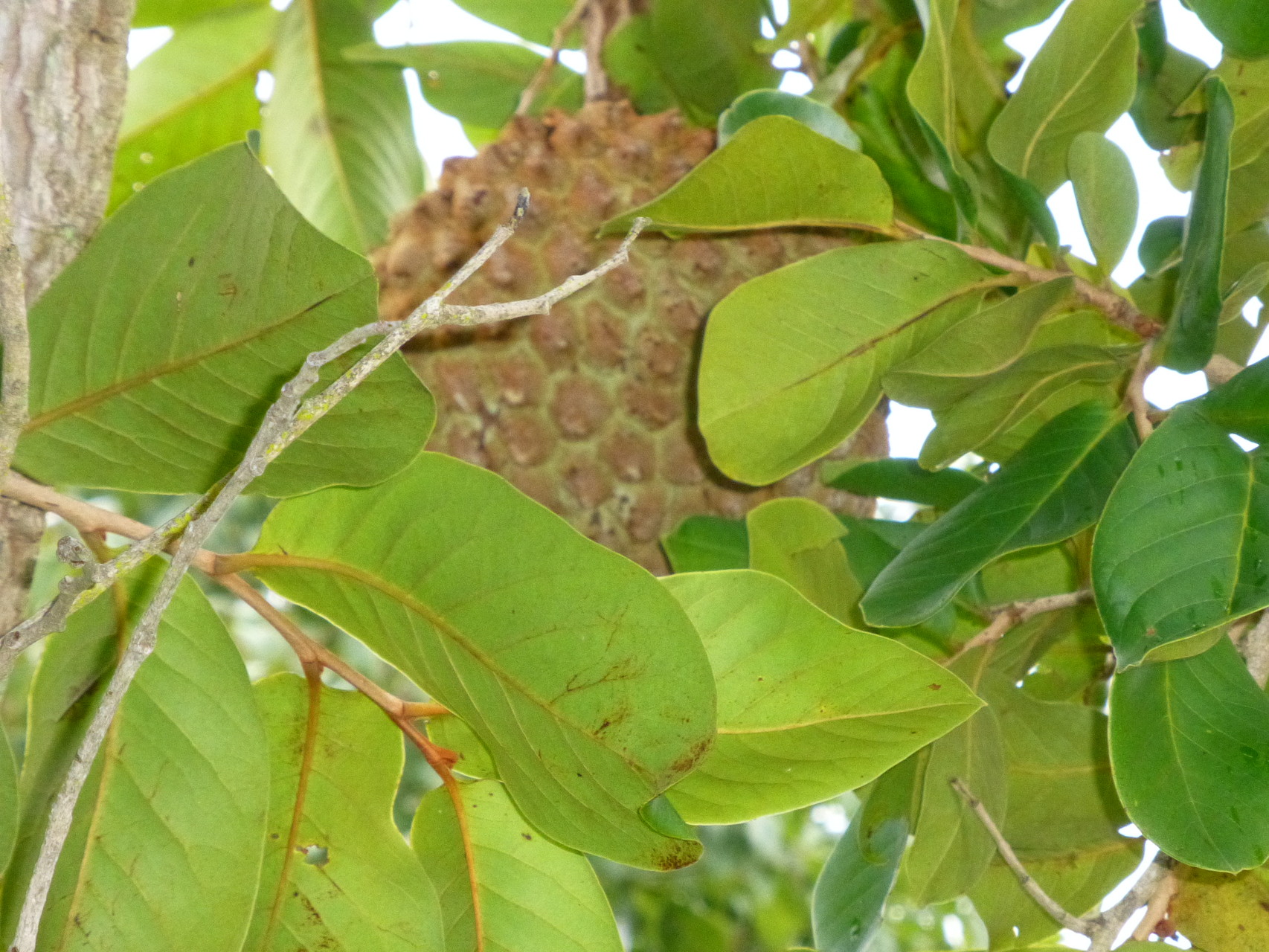 Brasilien: Chapada-Frucht