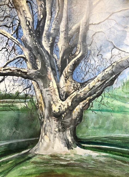 Platane, Cully, aquarelle 2019