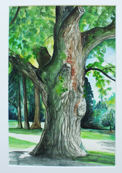 Tulipier, Lausanne, aquarelle 2010