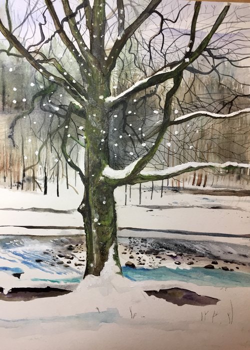 Hêtre, Bord de l'Arve, aquarelle 2018