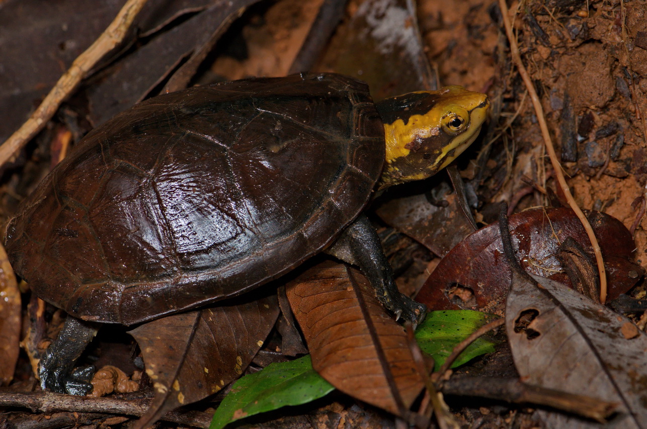 Weissmaul-Klappschildkröte (Kinosternon leucostomum), Jungtier