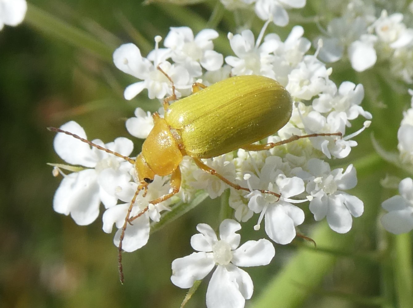 Schwefelkäfer