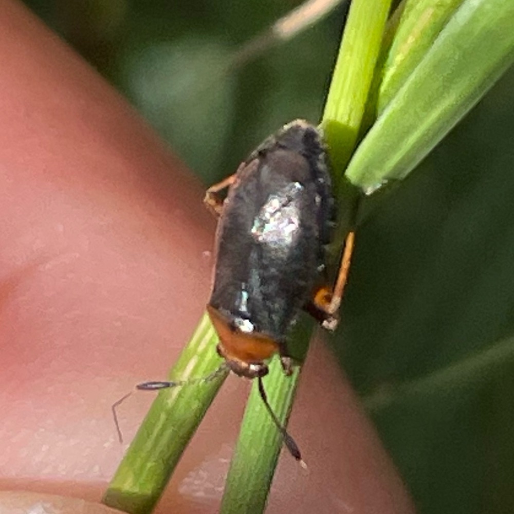 schwarzrote Weichwanze