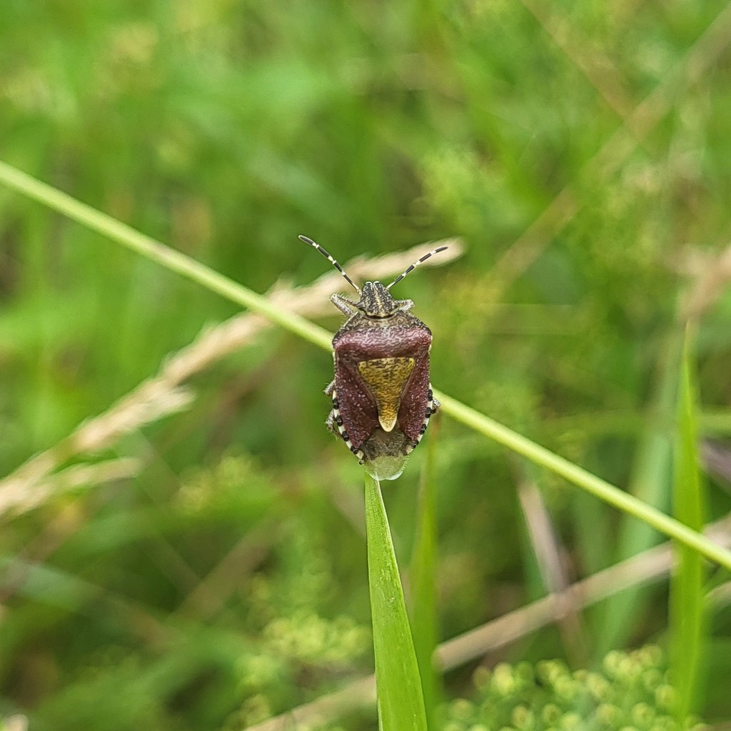 Beerenwanze