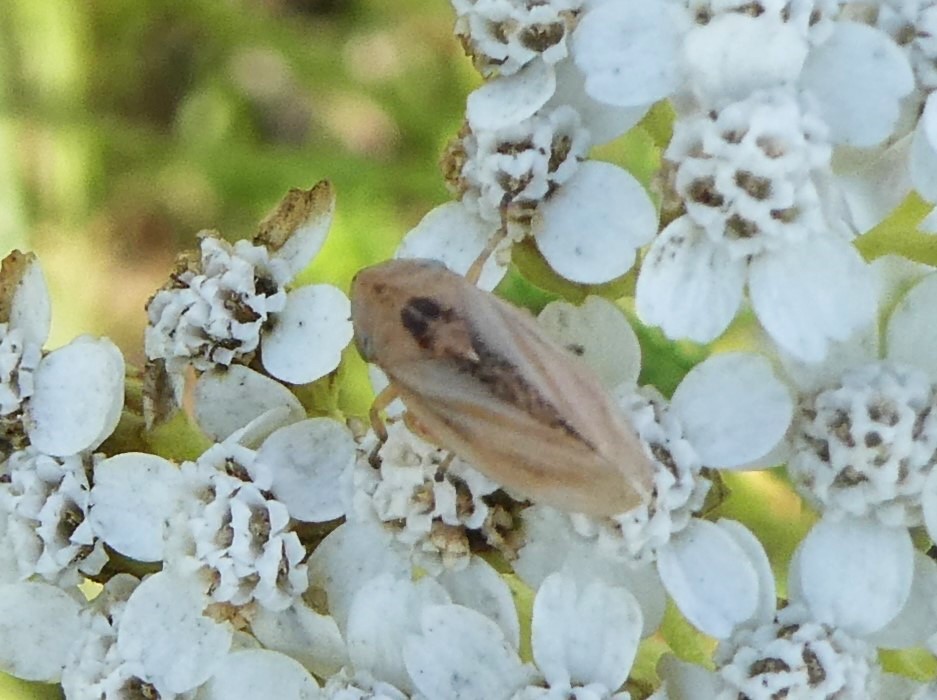 Wiesenschaumzikade