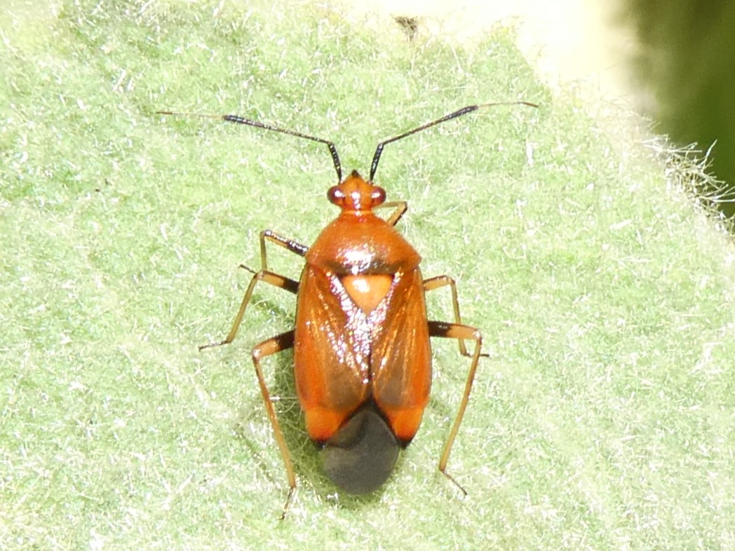 rote Weichwanze